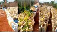 Nigerian man plants 4000 yam seedlings in sack bags, shows off his progress in new video, surprises people