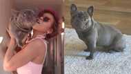 Hollywood actress Taraji P Henson mourns death of her dog K-Ball