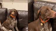 Caught after being a 'bad boy', dog looks away, maintains guilty face (video)