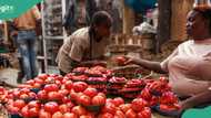 Lady shares new price of tomatoes and peppers in Jos, advises Nigerians against being cheated