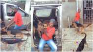 "My babies": Lady packs all her dogs as she moves out of old apartment, trending video raises questions online