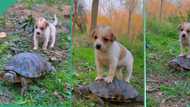 "He got a lift": Dog climbs on the back of tortoise, rides it like horse as video trends on TikTok