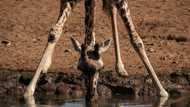 Rare twin giraffes born in Kenya