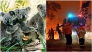 25 people, over 1 billion animals killed as Australia's bushfires rage on