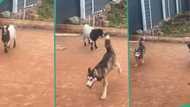 "Best friends for life": Man shares video of his goat playing excitedly with his pet dog