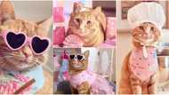 Meet superstar cat who leads a lavish life, wears designers, has thousands of followers on social media