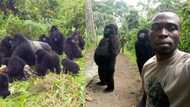 Tragedy as 13 officers caring for gorillas which perfectly posed for selfie killed by rebels
