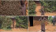 Meet man who walks with thousands of bees on his body for over 30 years in incredible video