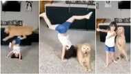 See how this little girl controlled this big dog like her toy, this is how the animal reacted (video)