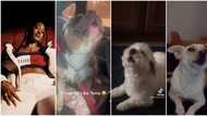 "She should hold a concert for them": Fans gush over videos of dogs 'singing' along to Tems' Free Mind song