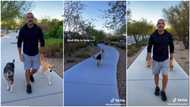 Man tells his 2 big dogs to sit, they obey him immediately, cute video stirs massive reactions