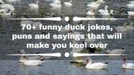 70+ funny duck jokes, puns and sayings that will make you keel over