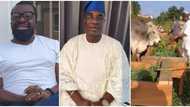 Herdsmen: Ali Baba shares video showing how fuji star Wasiu Ayinde rears cattle in Ogun