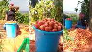 Pretty lady shows off the big and shiny tomatoes she harvested from her farm after 4 months, stirs reactions