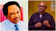 "Even His Front Pockets Have Sealed Cover," Shehu Sani Reacts to Claim Peter Obi Dolled Out N2bn to Church