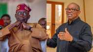 Peter Obi's petition against Tinubu stalls as tribunal adjourns proceedings