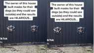"This is excellent": House owner makes special masks for dogs for outside viewing, video goes viral on TikTok