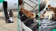 Video shows dog enjoying first-class flight experience, people react: "Living my dream life"