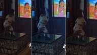 "How did he learn it?" Mum walks into sitting room to see little son shaking his hips while watching cartoon