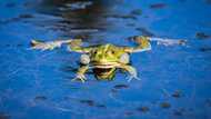 100+ great toad and frog names for your small amphibian friend