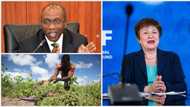 IMF raises concerns about CBN’s loans to farmers, as many refuse to repay