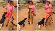 "You must be their senior sister": Lady who has many goats plays with them like human beings, video goes viral