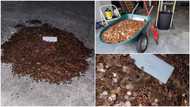 After man asked former boss to pay him his last N348k salary, he gets oil-stained coins of same amount