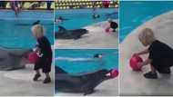 Heartwarming video shows dolphin playing ball with little boy as they share happy moment together