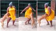 Curvy lady dances, her dog seeks attention, jumps and pulls gown many times