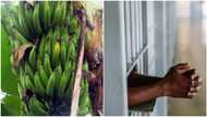 Nigerians react as Uyo landlord arrests all tenants over missing plantain in his house