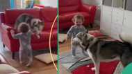 "Both of them are funny”: Dog plays with little baby in the living room, runs around the place