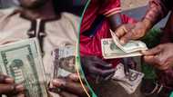 Naira crashes again against dollar, pound, euro in all FX markets, traders quote new exchange rates