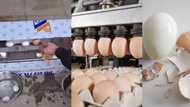 Technology wey dey burst brain: Reactions as Oyinbo people invent machine that can peel 10 eggs in seconds