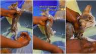 "Spiritual bath": Nigerian woman gives her cat a clean shower with sponge, video goes viral on TikTok