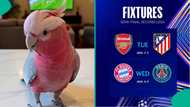 UCL semi-finals 2026: Parrot predicts winner in Arsenal vs Atletico match and Bayern vs PSG game