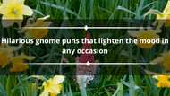 120+ hilarious gnome puns that lighten the mood in any occasion