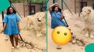 Fear grips lady during close encounter with lion at zoo, viral video sparks online reactions
