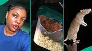 Newly employed nurse cries out as rat eats her food at hospital where she works, video trends online