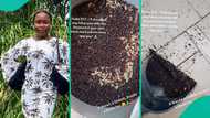 Female student raises alarm after seeing large number of soldier ants all over her kitchen