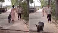 See what this kind dog did for this blind man who had log of wood blocking his way (video)