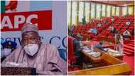 Senate reacts as northern governor asked FG to ban cattle movement from north to south, Nigerians fume on social media