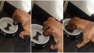 Hilarious video shows hungry dog as it tries without success to take bone from water, but it's only a picture