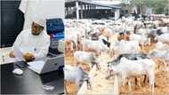 Nigerians mercilessly drag Adamu Garba for saying cow ranching business is better than cryptocurrency