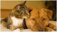Dog sleeping with human video: What Nigeria law says about sleeping with animals, and other important things you should know