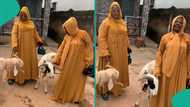 Eid al-Kabir: Nigerian man shows love to his two wives, gifts each a ram for Sallah, video trends