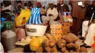 "One tuber broke": Nigerian family turns down man's 400 big yams for daughter's bride price, gives reason