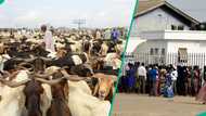 Eid al-Adha: Nigerian bank subsidises ram sales, residents rush to buy for N20,000