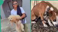 NYSC lady who is veterinary doctor shows reaction of dog she was caring for as service year ends
