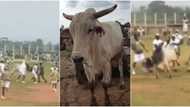 Drama as marauding cow invades NYSC camp in Ogun, soldiers & corps members become "hunters", many react