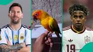 2026 FIFA World Cup Final: Parrot backs one team, "predicts" winner between Argentina vs Spain